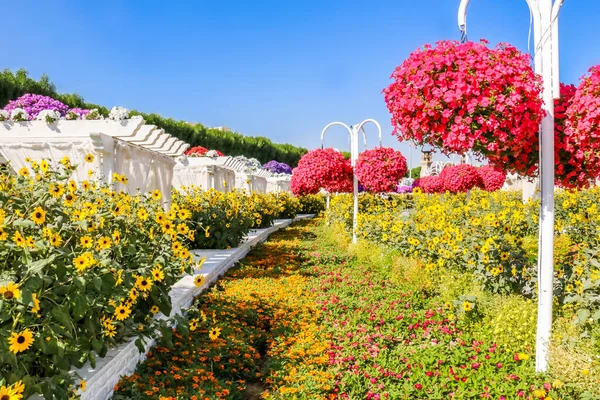 Hermoso Paisaje Florecido Miracle Garden Con Más Millones Flores Día —  Fotos de Stock