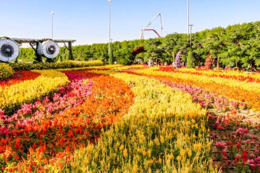 Güneşli bir günde 45 milyondan fazla çiçeğin bulunduğu Mucize Bahçesi 'nin Flourish Manzarası Dubai' de Çiçek Bahçesi, Uae