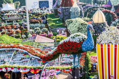 Güneşli bir günde 45 milyondan fazla çiçeğin bulunduğu Mucize Bahçesi 'nin Flourish Manzarası Dubai' de Çiçek Bahçesi, Uae