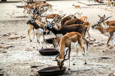 Güzel vahşi hayvan Blackbuck geyiği (Antilope cervicapra) veya Lal Suhanra Ulusal Parkı Safari Parkı, Bahawalpur, Pakistan 'daki Hint antilopu