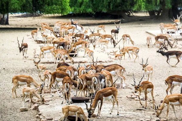 Belo Animal Selvagem Blackbuck Veado Antilope Cervicapra Antílope Indiano Parque — Fotografia de Stock