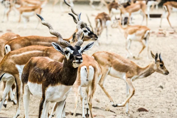 Belo Animal Selvagem Blackbuck Veado Antilope Cervicapra Antílope Indiano Parque — Fotografia de Stock