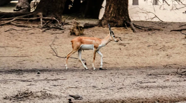Wunderschönes Wildtier Schwarzbockhirsch Antilope Cervicapra Oder Indische Antilope Lal Suhanra — Stockfoto