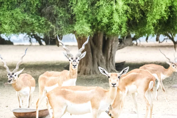 Bel Animal Sauvage Cerf Virginie Antilope Cervicapra Antilope Indienne Dans — Photo