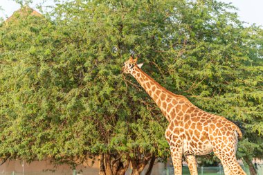 Vahşi hayvan uzun zürafa Al Ain Hayvanat Bahçesi Safari Parkı, Birleşik Arap Emirlikleri