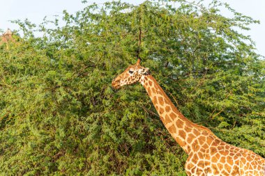 Vahşi hayvan uzun zürafa Al Ain Hayvanat Bahçesi Safari Parkı, Birleşik Arap Emirlikleri