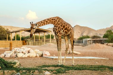 Vahşi hayvan uzun zürafa Al Ain Hayvanat Bahçesi Safari Parkı, Birleşik Arap Emirlikleri