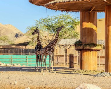 Vahşi hayvan uzun zürafa Al Ain Hayvanat Bahçesi Safari Parkı, Birleşik Arap Emirlikleri