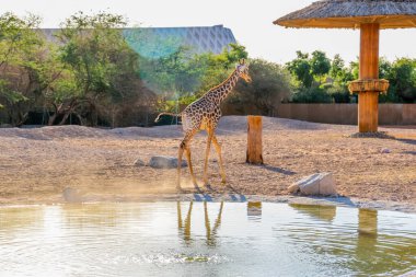 Vahşi hayvan uzun zürafa Al Ain Hayvanat Bahçesi Safari Parkı, Birleşik Arap Emirlikleri