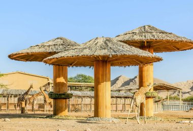 Vahşi hayvan uzun zürafa Al Ain Hayvanat Bahçesi Safari Parkı, Birleşik Arap Emirlikleri