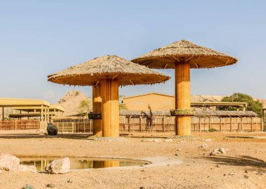 Vahşi hayvan uzun zürafa Al Ain Hayvanat Bahçesi Safari Parkı, Birleşik Arap Emirlikleri