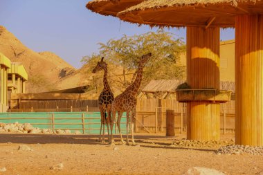 Vahşi hayvan uzun zürafa Al Ain Hayvanat Bahçesi Safari Parkı, Birleşik Arap Emirlikleri