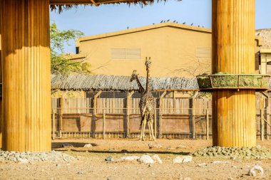Vahşi hayvan uzun zürafa Al Ain Hayvanat Bahçesi Safari Parkı, Birleşik Arap Emirlikleri
