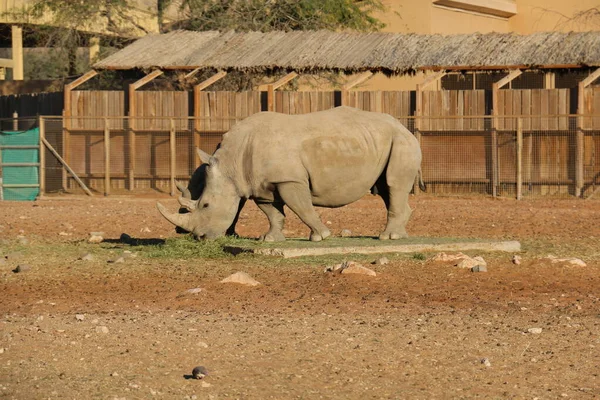 Wild Animal African Rhinoceros Rhino Ain Zoo United Arab Emirates — Stock Photo, Image