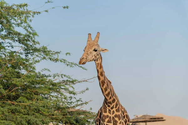 Wild Animal Tall Giraffe Ain Zoo Safari Park Spojené Arabské — Stock fotografie