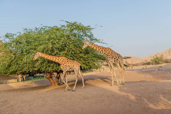 Jirafa Altura Animal Salvaje Ain Zoo Safari Park Emiratos Árabes —  Fotos de Stock
