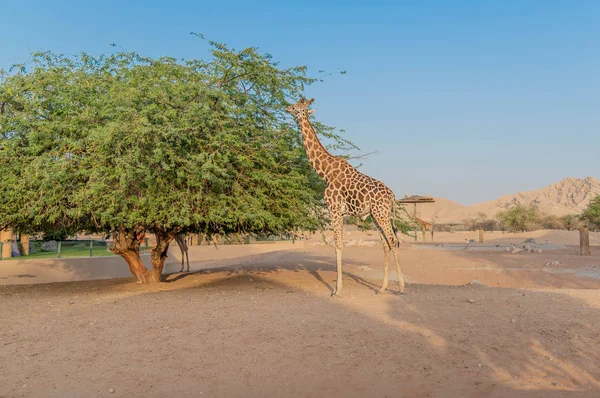 Jirafa Altura Animal Salvaje Ain Zoo Safari Park Emiratos Árabes —  Fotos de Stock