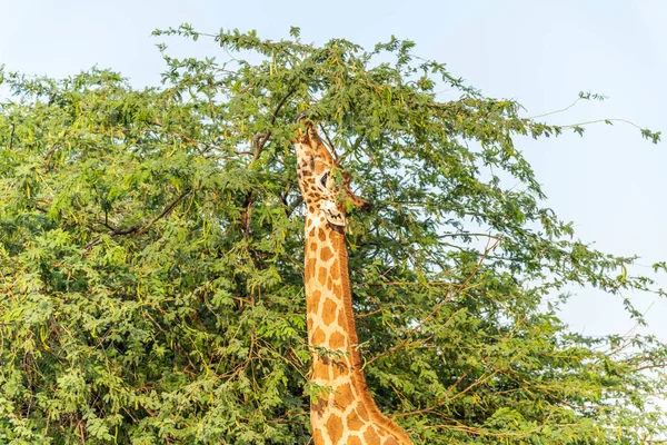 Άγριο Ζώο Ψηλό Καμηλοπάρδαλη Στο Ζωολογικό Κήπο Ain Safari Park — Φωτογραφία Αρχείου