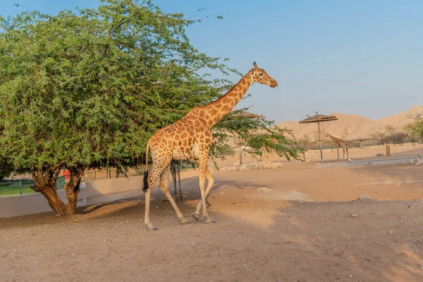 Jirafa Altura Animal Salvaje Ain Zoo Safari Park Emiratos Árabes —  Fotos de Stock