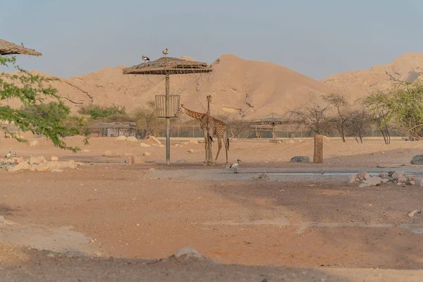 Girafe Sauvage Haute Zoo Ain Safari Park Émirats Arabes Unis — Photo