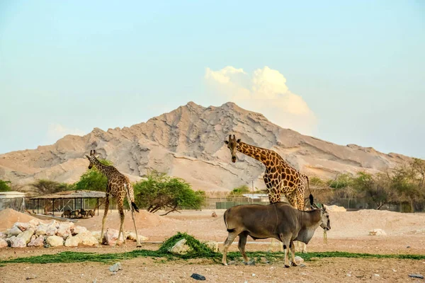 Vahşi hayvan uzun zürafa Al Ain Hayvanat Bahçesi Safari Parkı, Birleşik Arap Emirlikleri