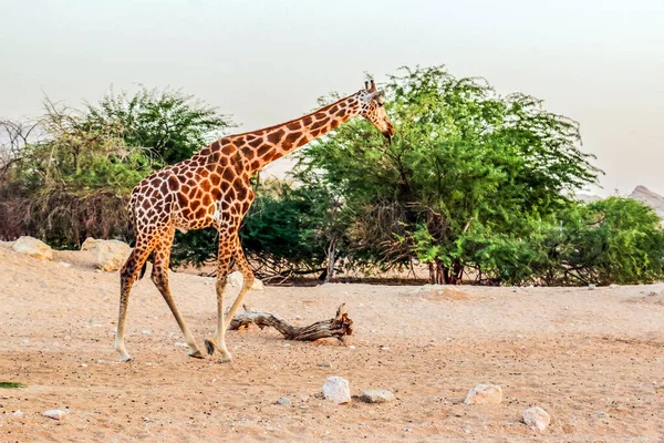 Wild Animal Tall Giraffe Ain Zoo Safari Park Spojené Arabské — Stock fotografie