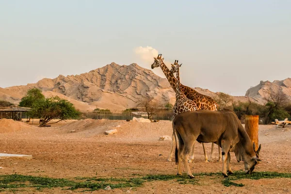 Girafa Ain Zoo Safari Park Emirados Árabes Unidos — Fotografia de Stock