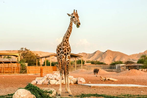 Giraffa Alta Animale Selvatico Nello Zoo Ain Safari Park Emirati — Foto Stock