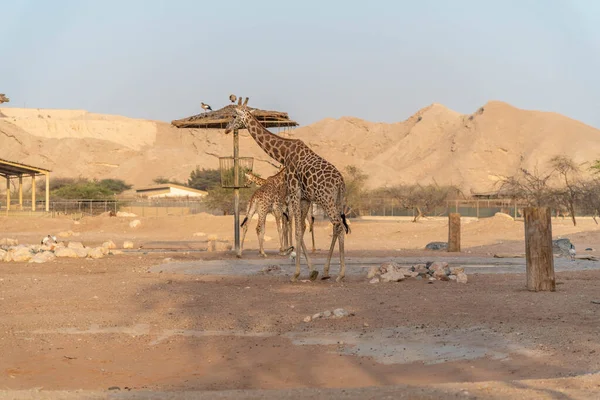 Jirafa Altura Animal Salvaje Ain Zoo Safari Park Emiratos Árabes —  Fotos de Stock