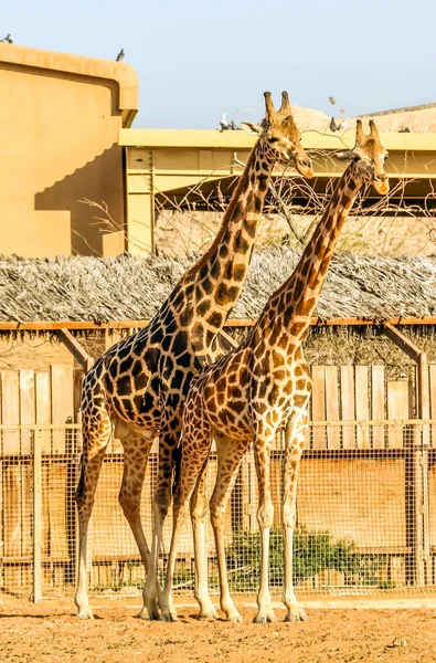 Wild Dier Hoog Giraffe Ain Zoo Safari Park Verenigde Arabische — Stockfoto