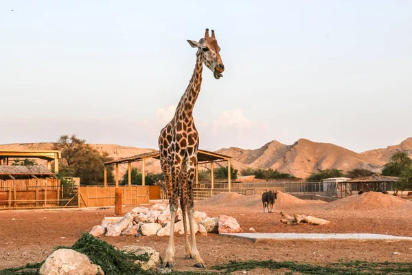 Giraffa Alta Animale Selvatico Nello Zoo Ain Safari Park Emirati — Foto Stock
