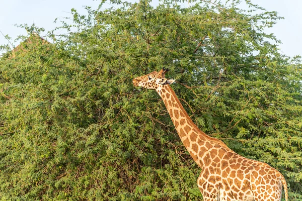 Wild Animal Tall Giraffe Ain Zoo Safari Park United Arab Stock Photo