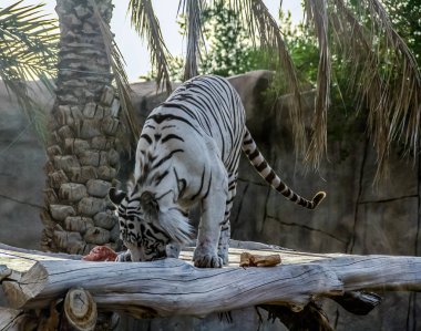 Güzel vahşi hayvan Bengal beyaz kaplanı (beyazlaşmış kaplan), Al Ain Hayvanat Bahçesi, Safari Parkı, Al Ain, Birleşik Arap Emirlikleri