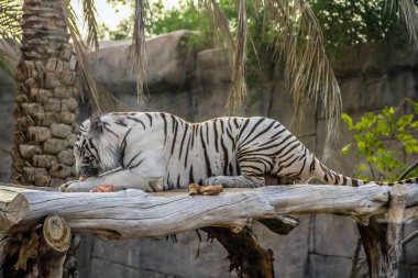 Güzel vahşi hayvan Bengal beyaz kaplanı (beyazlaşmış kaplan), Al Ain Hayvanat Bahçesi, Safari Parkı, Al Ain, Birleşik Arap Emirlikleri