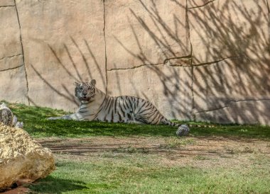 Güzel vahşi hayvan Bengal beyaz kaplanı (beyazlaşmış kaplan), Al Ain Hayvanat Bahçesi, Safari Parkı, Al Ain, Birleşik Arap Emirlikleri