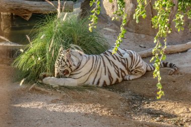 Güzel vahşi hayvan Bengal beyaz kaplanı (beyazlaşmış kaplan), Al Ain Hayvanat Bahçesi, Safari Parkı, Al Ain, Birleşik Arap Emirlikleri