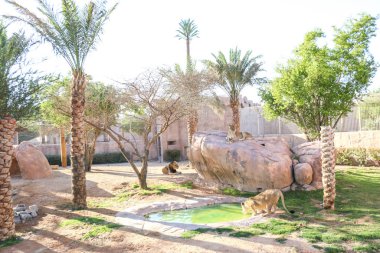 Al Ain hayvanat bahçesinde vahşi bir aslan, Safari Parkı, Al Ain, Birleşik Arap Emirlikleri