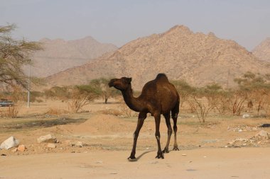 Kuru Dağlarda Siyah Deve