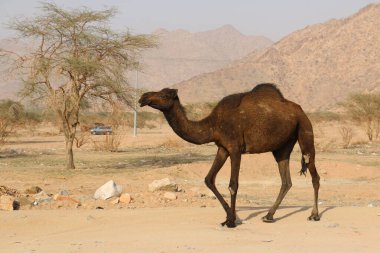 Kuru Dağlarda Siyah Deve