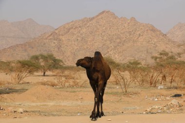 Kuru Dağlarda Siyah Deve