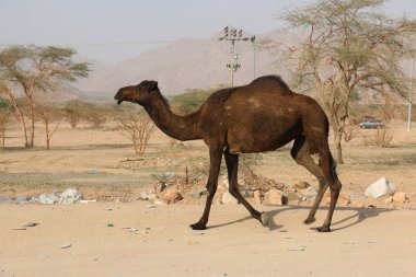 Kuru Dağlarda Siyah Deve