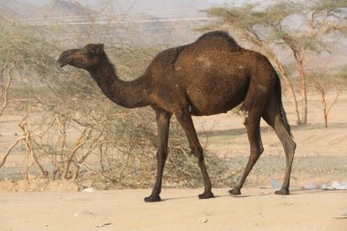 Kuru Dağlarda Siyah Deve