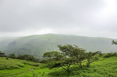 Ayn Khor turizm beldesinde yemyeşil manzara, ağaçlar ve sisli dağlar, Salalah, Umman