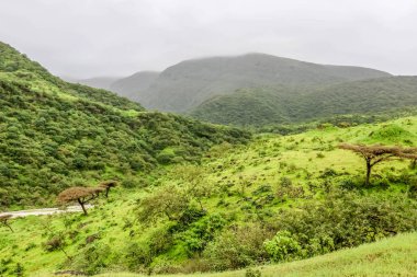 Ayn Khor turizm beldesinde yemyeşil manzara, ağaçlar ve sisli dağlar, Salalah, Umman