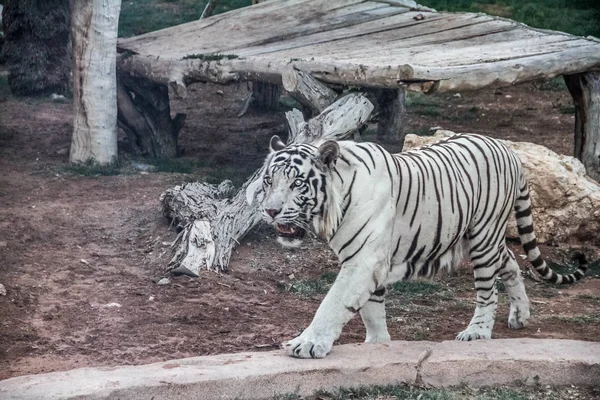 Прекрасное Дикое Животное Бенгальский Белый Тигр Отбеленный Тигр Зоопарке Аль — стоковое фото
