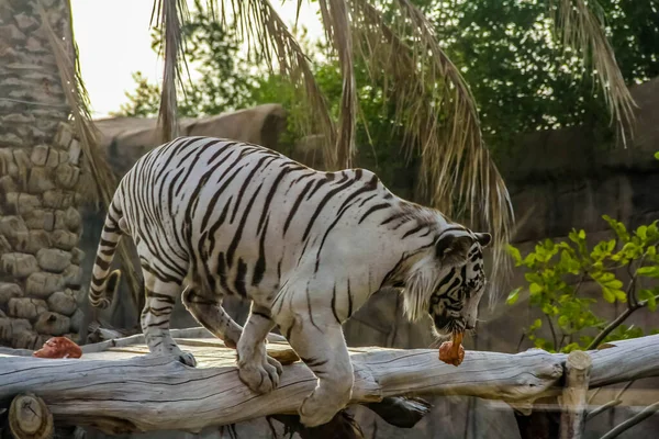 Прекрасний Дикий Звір Бенгальський Білий Тигр Вибілений Тигр Зоопарку Аль — стокове фото