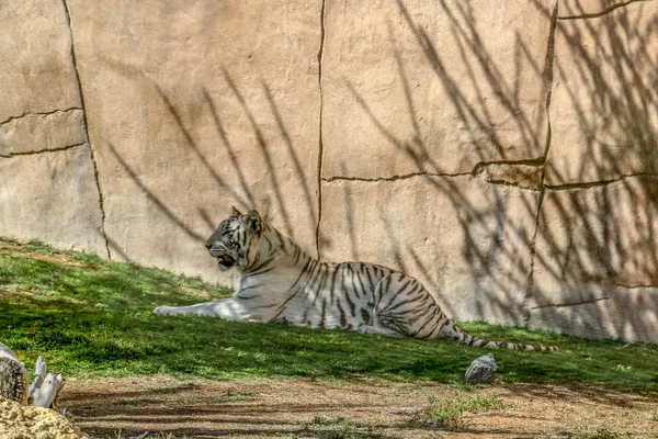 Прекрасное Дикое Животное Бенгальский Белый Тигр Отбеленный Тигр Зоопарке Аль — стоковое фото