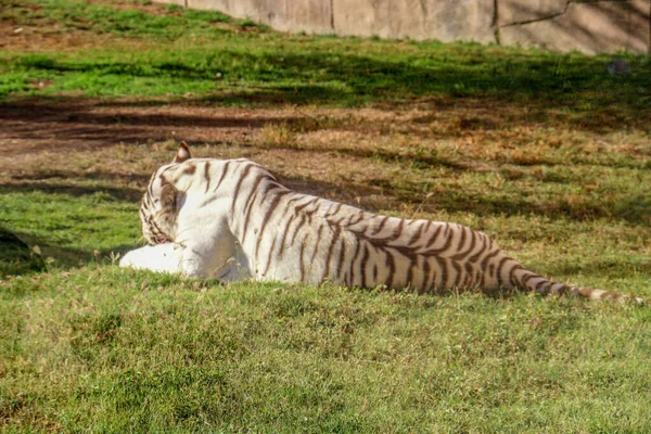 Hermoso Animal Salvaje Tigre Blanco Bengala Tigre Blanqueado Ain Zoo —  Fotos de Stock