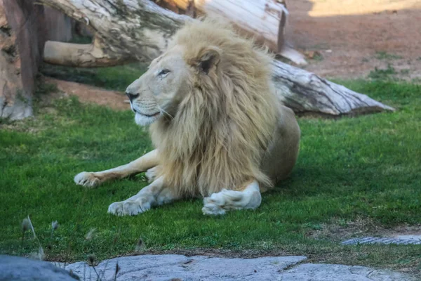 Beautiful Wild Animal White African Lion Ain Zoo Safari Park — Stock Photo, Image
