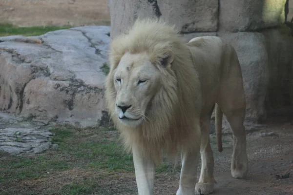 Όμορφο Άγριο Ζώο Λευκό Αφρικανικό Λιοντάρι Στο Ζωολογικό Κήπο Ain — Φωτογραφία Αρχείου